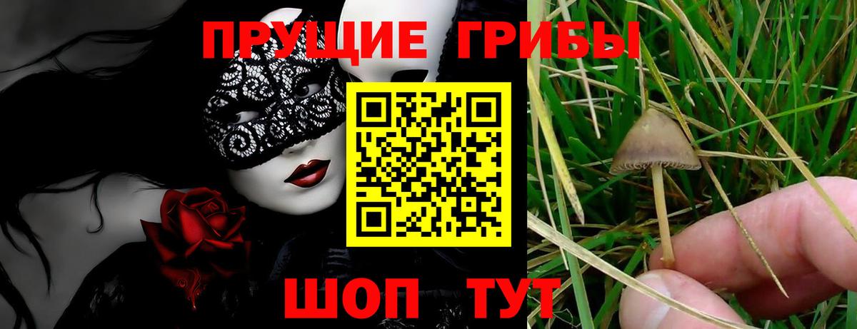 Псилоцибиновые грибы мицелий  Псилоцибиновые грибы Psilocybe  Вход с VPN  Ахтубинск 